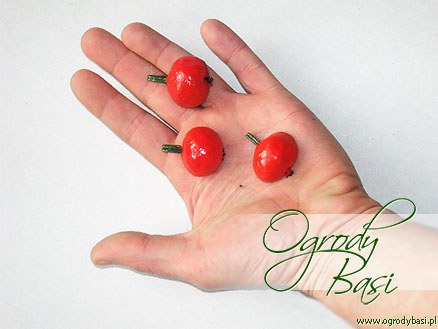 prezent na podziękowanie